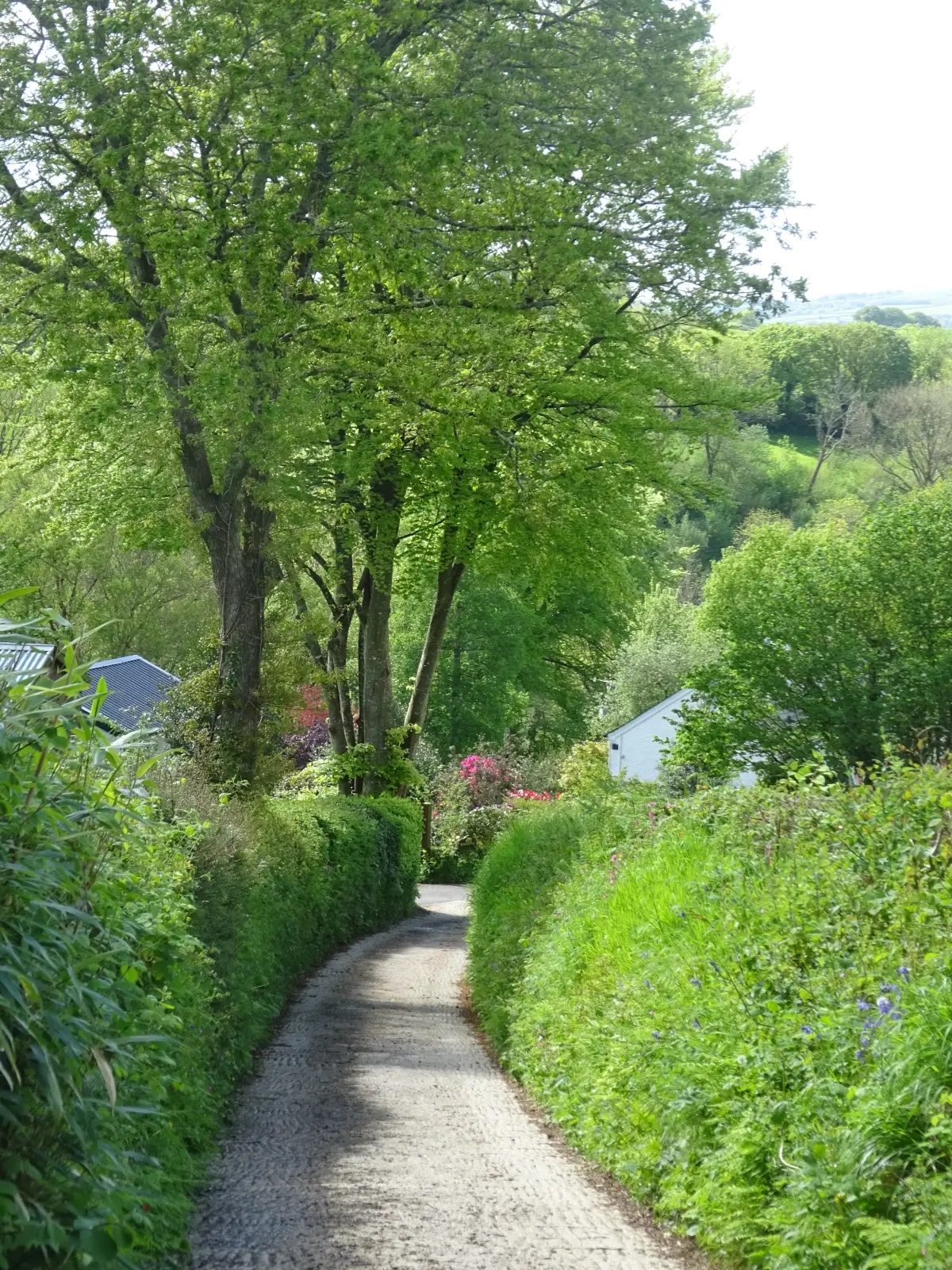 Follow the footpath track down through old daffodil fields