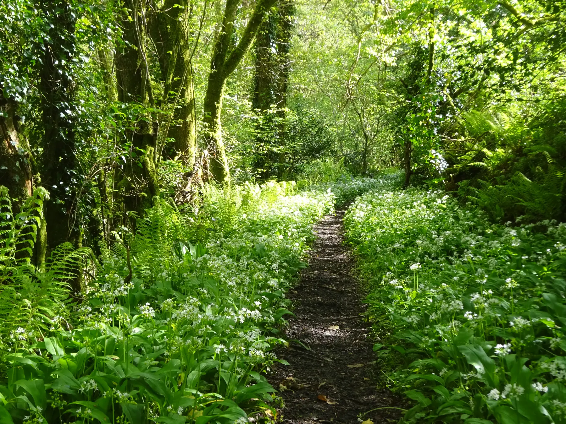 Wild garlic flanks the path through Buttspill Wood