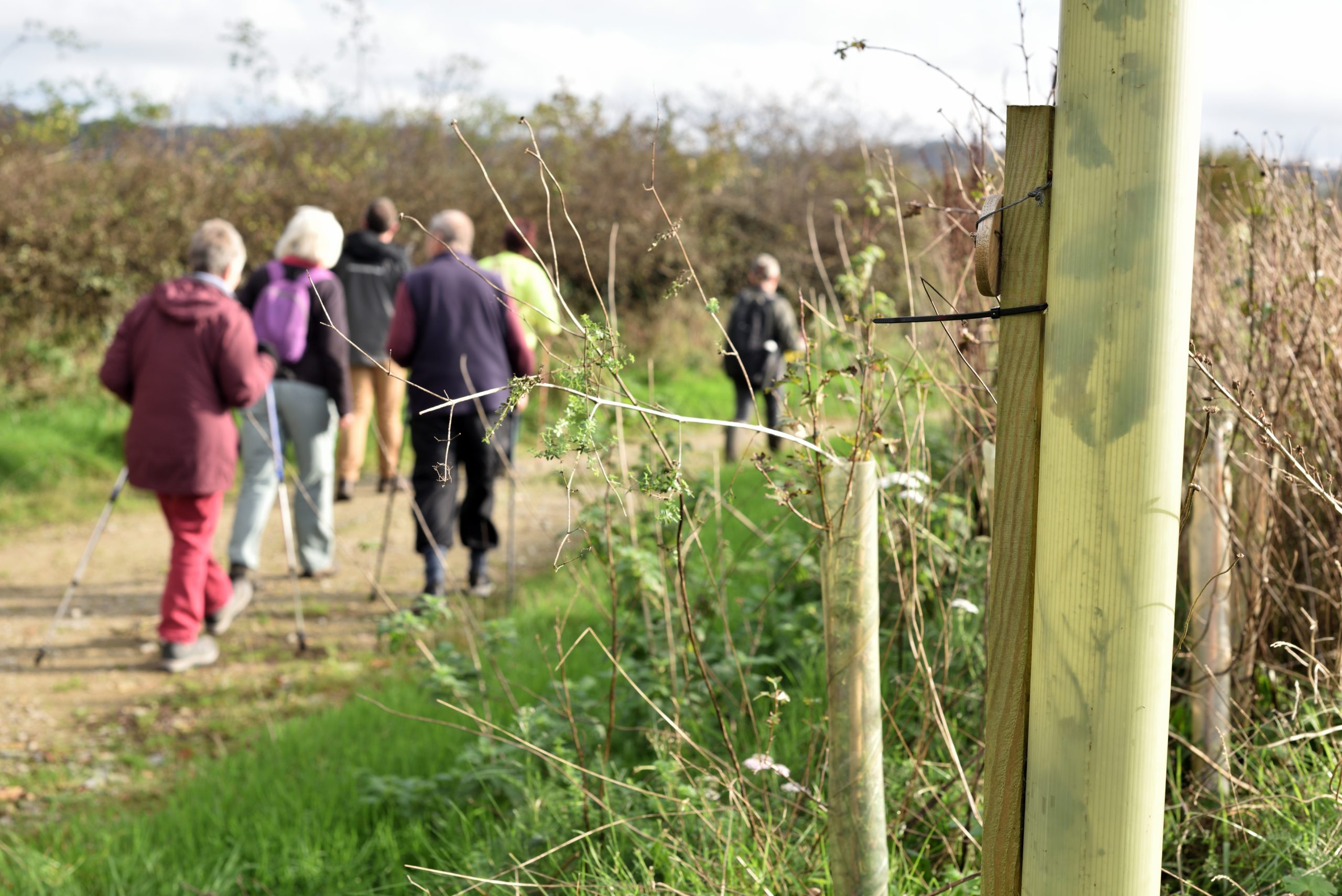 Free weekly walks in the Tamar Valley this Autumn