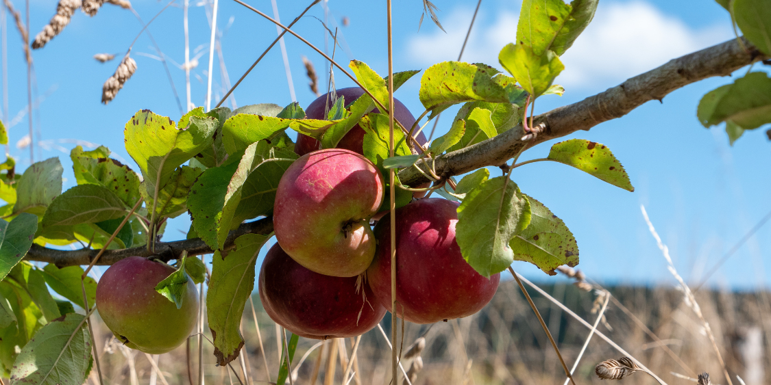 Harvest and Apple Pressing