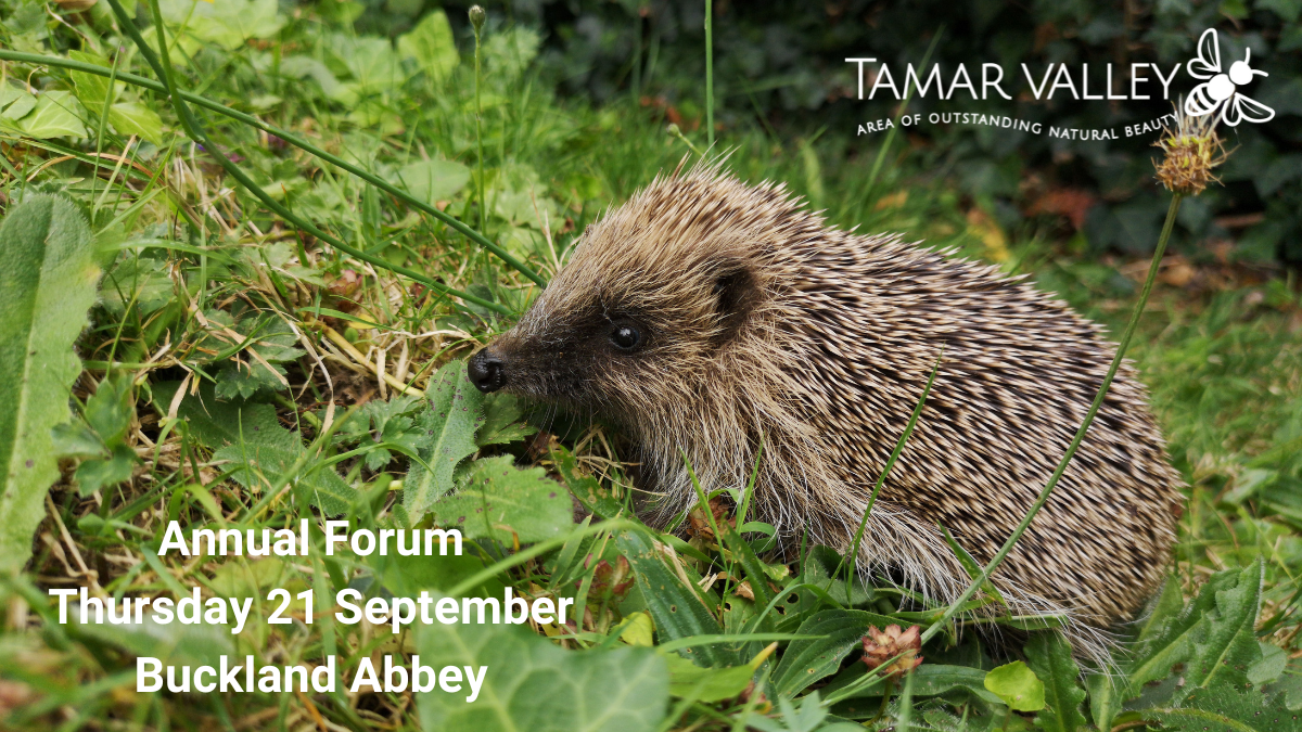 Nature Recovery in the Tamar Valley – AONB Annual Forum this September