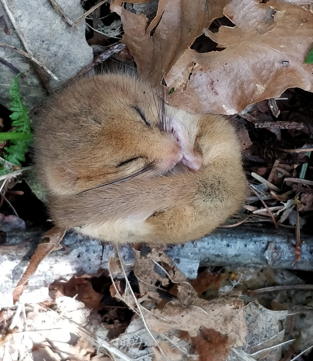 Discovering Dormice on the Bere Peninsula