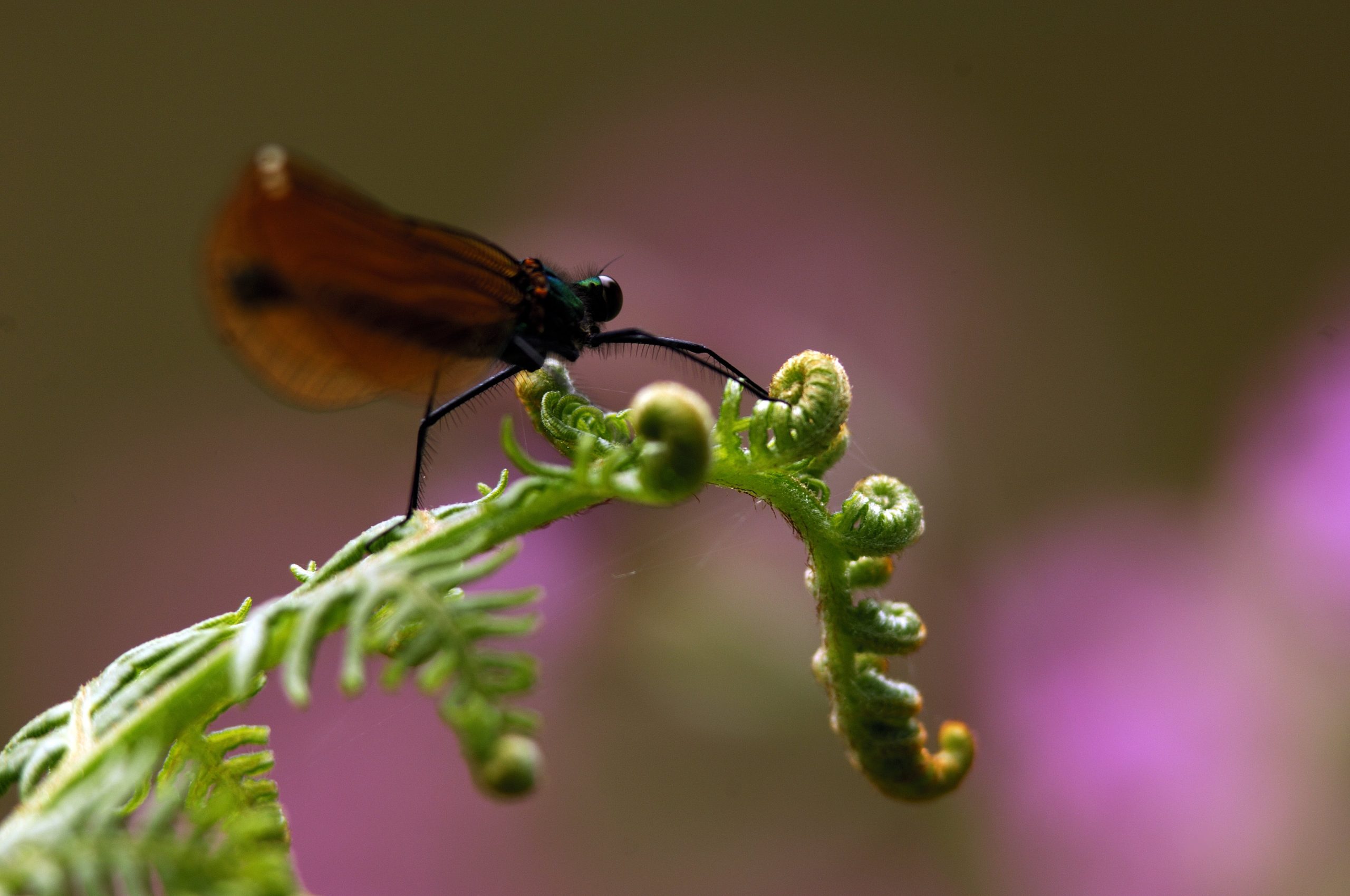 Funding Opportunity – Nature Calling artist commission for Tamar Valley National Landscape